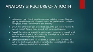 ANATOMY STRUCTURE OF A TOOTH

Incisors are a type of teeth found in mammals, including humans. They are
typically located in the front of the mouth and are specialized for cutting and
slicing food. Here's a breakdown of their anatomy:
 Crown: This is the visible part of the tooth above the gum line. In incisors, the
crown is typically flat and chisel-shaped, with a sharp cutting edge.
 Enamel: The outermost layer of the tooth crown is composed of enamel, which
is the hardest substance in the human body. Enamel protects the tooth from
wear and tear during biting and chewing.
 Dentin: Beneath the enamel lies the dentin, a calcified tissue that forms the
bulk of the tooth structure. Dentin is not as hard as enamel but still provides
support and protection to the innermost pulp.
 