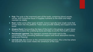  Pulp: The pulp is the innermost part of the tooth, containing blood vessels,
nerves, and connective tissue. It supplies nutrients to the tooth and helps
maintain its vitality.
 Root: Unlike some other types of teeth, incisors typically have single roots that
anchor them into the jawbone. These roots provide stability and support to the
tooth.
 Gingiva (Gum): Surrounding the base of the tooth is the gingiva, or gum tissue.
The gum protects the underlying bone and helps to anchor the tooth in place.
 Periodontal Ligament: This ligament connects the tooth root to the
surrounding bone, providing additional support and shock absorption during
biting and chewing.
 Cervical Line: Also known as the cementoenamel junction, this is the line where
the enamel of the crown meets the cementum of the root.
 