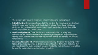 
The incisors play several important roles in biting and cutting food:
 Initial Cutting: Incisors are located at the front of the mouth and are the first
teeth to come into contact with food during biting. Their sharp edges are
designed for cutting and slicing through food, particularly softer items like
fruits, vegetables, and softer meats.
 Food Manipulation: Once the incisors make the initial cut, they help
manipulate the food into smaller, more manageable pieces. By gripping and
tearing food, they facilitate further breakdown before it is sent to the molars
for grinding.
 Breaking Tough Food: While incisors are primarily designed for cutting softer
foods, they also play a role in breaking down tougher items. For instance, they
can help break the outer layers of tougher foods like nuts or harder vegetables
before the molars take over for further grinding.
 