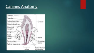 Canines Anatomy
 