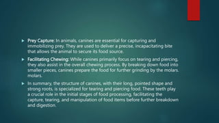  Prey Capture: In animals, canines are essential for capturing and
immobilizing prey. They are used to deliver a precise, incapacitating bite
that allows the animal to secure its food source.
 Facilitating Chewing: While canines primarily focus on tearing and piercing,
they also assist in the overall chewing process. By breaking down food into
smaller pieces, canines prepare the food for further grinding by the molars.
molars.
 In summary, the structure of canines, with their long, pointed shape and
strong roots, is specialized for tearing and piercing food. These teeth play
a crucial role in the initial stages of food processing, facilitating the
capture, tearing, and manipulation of food items before further breakdown
and digestion.
 