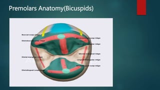 Premolars Anatomy(Bicuspids)
 