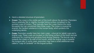  Here's a detailed structure of premolars:
 Crown: The crown is the visible part of the tooth above the gumline. Premolars
have a relatively flat or slightly rounded biting surface compared to the
pointed cusps of molars. They typically have two cusps (hence the name
bicuspids) but can sometimes have three cusps. The crown is covered by
enamel, the hardest substance in the human body, which protects the
underlying dentin.
 Cusps: Premolars usually have two main cusps - a buccal (or labial) cusp and a
lingual cusp. These cusps are located on the biting surface of the tooth and are
important for crushing and grinding food during chewing. The buccal cusp is
towards the cheek or lip side of the mouth, while the lingual cusp is towards
the tongue side. In some cases, premolars may have a small additional cusp
called a "cusp of Carabelli" on the lingual surface.
 