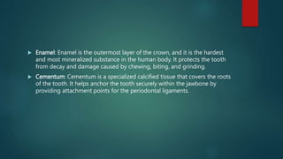  Enamel: Enamel is the outermost layer of the crown, and it is the hardest
and most mineralized substance in the human body. It protects the tooth
from decay and damage caused by chewing, biting, and grinding.
 Cementum: Cementum is a specialized calcified tissue that covers the roots
of the tooth. It helps anchor the tooth securely within the jawbone by
providing attachment points for the periodontal ligaments.
 