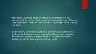  Periodontal Ligaments: These are fibrous tissues that connect the
cementum of the tooth roots to the surrounding alveolar bone of the jaw.
They help support the tooth and absorb forces generated during chewing
and biting.
 Understanding the detailed structure of premolars is crucial for dental
professionals in diagnosing and treating dental issues such as cavities,
fractures, and periodontal disease, as well as for dental restoration
procedures such as fillings, crowns, and root canals.
 