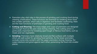  Premolars play vital roles in the process of grinding and crushing food during
chewing (mastication). These functions are essential for breaking down food
into smaller particles, which aids in digestion and facilitates swallowing. Here
are the main functions of premolars in grinding and crushing food:
 Cutting and Shearing: The sharp edges and cusps of premolars are designed
cut through food as the jaws close during chewing. This cutting action is
particularly important for breaking apart tough or fibrous food items, such as
meats and raw vegetables.
 Grinding: Premolars have relatively broad and flat surfaces with multiple
which are well-suited for grinding food particles. As the lower premolars
occlude (come into contact) with the upper premolars during chewing, the
cusps interlock and grind against each other, pulverizing the food into smaller
pieces.
 