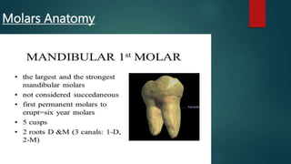 Molars Anatomy
 