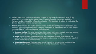  Molars are robust, multi-cusped teeth located at the back of the mouth, specifically
designed for grinding and chewing food. They are found in mammals, including
humans, and are crucial for efficient mastication. The detailed structure of molars can be
broken down into several components:
 Crown: The crown is the visible portion of the tooth above the gumline. In molars, the
crown is typically larger and more complex compared to other teeth due to their role in
grinding food. It consists of several main features:
 Occlusal Surface: This is the top surface of the crown, which bears multiple cusps and grooves.
These cusps help in the grinding and crushing of food during chewing.
 Cusps: Molars typically have several cusps, which are raised, pointed projections on the
surface. The number and arrangement of cusps vary depending on the type of molar (e.g., first
molar, second molar) and the species.
 Fissures and Grooves: These are deep, narrow channels or furrows on the occlusal surface
between cusps. They aid in the breakdown of food particles during chewing.
 