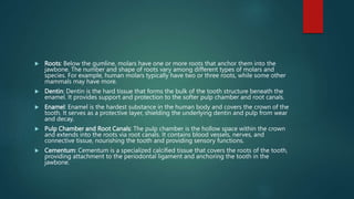  Roots: Below the gumline, molars have one or more roots that anchor them into the
jawbone. The number and shape of roots vary among different types of molars and
species. For example, human molars typically have two or three roots, while some other
mammals may have more.
 Dentin: Dentin is the hard tissue that forms the bulk of the tooth structure beneath the
enamel. It provides support and protection to the softer pulp chamber and root canals.
 Enamel: Enamel is the hardest substance in the human body and covers the crown of the
tooth. It serves as a protective layer, shielding the underlying dentin and pulp from wear
and decay.
 Pulp Chamber and Root Canals: The pulp chamber is the hollow space within the crown
and extends into the roots via root canals. It contains blood vessels, nerves, and
connective tissue, nourishing the tooth and providing sensory functions.
 Cementum: Cementum is a specialized calcified tissue that covers the roots of the tooth,
providing attachment to the periodontal ligament and anchoring the tooth in the
jawbone.
 