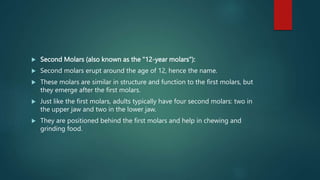  Second Molars (also known as the "12-year molars"):
 Second molars erupt around the age of 12, hence the name.
 These molars are similar in structure and function to the first molars, but
they emerge after the first molars.
 Just like the first molars, adults typically have four second molars: two in
the upper jaw and two in the lower jaw.
 They are positioned behind the first molars and help in chewing and
grinding food.
 