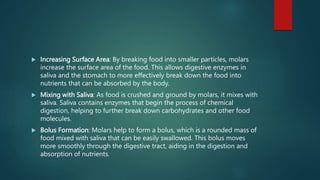  Increasing Surface Area: By breaking food into smaller particles, molars
increase the surface area of the food. This allows digestive enzymes in
saliva and the stomach to more effectively break down the food into
nutrients that can be absorbed by the body.
 Mixing with Saliva: As food is crushed and ground by molars, it mixes with
saliva. Saliva contains enzymes that begin the process of chemical
digestion, helping to further break down carbohydrates and other food
molecules.
 Bolus Formation: Molars help to form a bolus, which is a rounded mass of
food mixed with saliva that can be easily swallowed. This bolus moves
more smoothly through the digestive tract, aiding in the digestion and
absorption of nutrients.
 