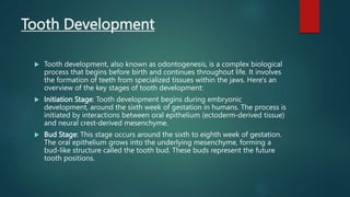 Tooth Development
 Tooth development, also known as odontogenesis, is a complex biological
process that begins before birth and continues throughout life. It involves
the formation of teeth from specialized tissues within the jaws. Here's an
overview of the key stages of tooth development:
 Initiation Stage: Tooth development begins during embryonic
development, around the sixth week of gestation in humans. The process is
initiated by interactions between oral epithelium (ectoderm-derived tissue)
and neural crest-derived mesenchyme.
 Bud Stage: This stage occurs around the sixth to eighth week of gestation.
The oral epithelium grows into the underlying mesenchyme, forming a
bud-like structure called the tooth bud. These buds represent the future
tooth positions.
 