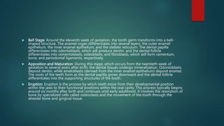  Bell Stage: Around the eleventh week of gestation, the tooth germ transforms into a bell-
shaped structure. The enamel organ differentiates into several layers: the outer enamel
epithelium, the inner enamel epithelium, and the stellate reticulum. The dental papilla
differentiates into odontoblasts, which will produce dentin, and the dental follicle
differentiates into cementoblasts, osteoblasts, and fibroblasts, which will form cementum,
bone, and periodontal ligaments, respectively.
 Apposition and Maturation: During this stage, which occurs from the twentieth week of
gestation to several years after birth, the dental tissues undergo mineralization. Odontoblasts
deposit dentin, while ameloblasts (derived from the inner enamel epithelium) deposit enamel.
The roots of the teeth form as the dental papilla grows downward and the dental follicle
differentiates into the supporting structures of the tooth.
 Eruption: Eruption is the process by which teeth move from their developmental position
within the jaws to their functional positions within the oral cavity. This process typically begins
around six months after birth and continues until early adulthood. It involves the resorption of
bone by specialized cells called osteoclasts and the movement of the tooth through the
alveolar bone and gingival tissue.
 