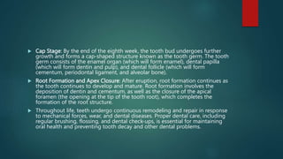  Cap Stage: By the end of the eighth week, the tooth bud undergoes further
growth and forms a cap-shaped structure known as the tooth germ. The tooth
germ consists of the enamel organ (which will form enamel), dental papilla
(which will form dentin and pulp), and dental follicle (which will form
cementum, periodontal ligament, and alveolar bone).
 Root Formation and Apex Closure: After eruption, root formation continues as
the tooth continues to develop and mature. Root formation involves the
deposition of dentin and cementum, as well as the closure of the apical
foramen (the opening at the tip of the tooth root), which completes the
formation of the root structure.
 Throughout life, teeth undergo continuous remodeling and repair in response
to mechanical forces, wear, and dental diseases. Proper dental care, including
regular brushing, flossing, and dental check-ups, is essential for maintaining
oral health and preventing tooth decay and other dental problems.
 