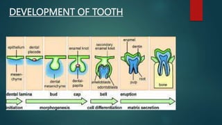 DEVELOPMENT OF TOOTH
 