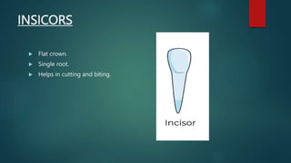 INSICORS
 Flat crown.
 Single root.
 Helps in cutting and biting.
 