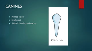 CANINES
 Pointed crown.
 Single root.
 Helps in holding and tearing.
 