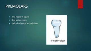 PREMOLARS
 Two ridges in crown.
 One or two roots.
 Helps in chewing and grinding.
 