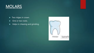 MOLARS
 Two ridges in crown.
 One or two roots.
 Helps in chewing and grinding.
 