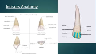 Incisors Anatomy
 