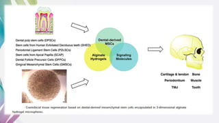 Dental and orofacial mesenchymal stem cells in craniofacial | PPTX