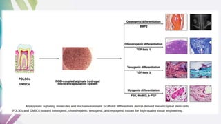 Dental and orofacial mesenchymal stem cells in craniofacial | PPTX