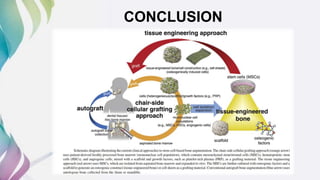 Dental and orofacial mesenchymal stem cells in craniofacial | PPTX