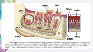 Dental and orofacial mesenchymal stem cells in craniofacial | PPTX