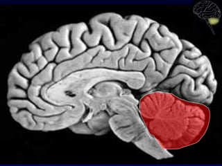 Motor Cortex

Thalamus
Cerebellum

brain
stem
nuclei

proprioceptive
tactile
feedback

Muscles

 