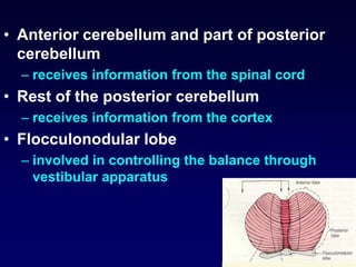 features of cerebellar disorders
• hypotonia
– reduction in tone
• due to reduction in excitatory influence on gamma motor...