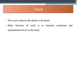 Neck
• The neck connects the shank to the hand.
• Main function of neck is to transmit rotational and
translational forces to the head.
 