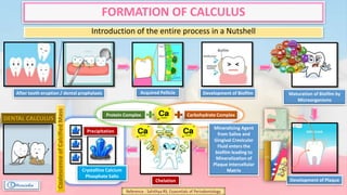 FORMATION OF CALCULUS
Introduction of the entire process in a Nutshell
After tooth eruption / dental prophylaxis Acquired Pellicle Development of Biofilm Maturation of Biofilm by
Microorganisms
Development of Plaque
Mineralizing Agent
from Saliva and
Gingival Crevicular
Fluid enters the
biofilm leading to
Mineralization of
Plaque Intercellular
Matrix
Chelation
Carbohydrate ComplexProtein Complex
Crystalline Calcium
Phosphate Salts
Precipitation
CoalescenceofCalcifiedMass
Reference : Sahithya RS; Essesntials of Periodontology
 