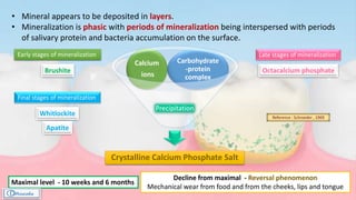 • Mineral appears to be deposited in layers.
• Mineralization is phasic with periods of mineralization being interspersed with periods
of salivary protein and bacteria accumulation on the surface.
Crystalline Calcium Phosphate Salt
Carbohydrate
-protein
complex
Calcium
ions
Precipitation
Early stages of mineralization
Brushite
Late stages of mineralization
Octacalcium phosphate
Final stages of mineralization
Whitlockite
Apatite
Reference : Schroeder , 1969
Decline from maximal - Reversal phenomenon
Mechanical wear from food and from the cheeks, lips and tongue
Maximal level - 10 weeks and 6 months
 