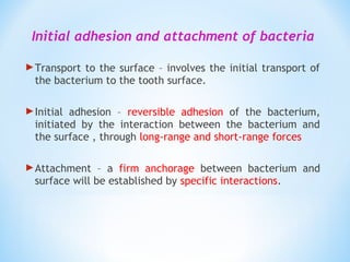 Initial adhesion and attachment of bacteria
Transport to the surface – involves the initial transport of
the bacterium to the tooth surface.
Initial adhesion – reversible adhesion of the bacterium,
initiated by the interaction between the bacterium and
the surface , through long-range and short-range forces
Attachment – a firm anchorage between bacterium and
surface will be established by specific interactions.
 