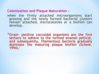 Colonization and Plaque Maturation –
when the firmly attached microorganisms start
growing and the newly formed bacterial clusters
remain attached, microcolonies or a biofilm can
develop.
*Gram- positive coccoidal organisms are the first
settlers to adhere to the formed enamel pellicle,
and subsequently, filamentous bacteria gradually
dominate the maturing plaque biofilm (Scheie,
1994).7
 