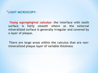 *LIGHT MICROSCOPY-
Young supragingival calculus- the interface with tooth
surface is fairly smooth where as the external
mineralized surface is generally irregular and covered by
a layer of plaque.
There are large areas within the calculus that are non-
mineralized plaque layer of variable thickness
 