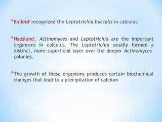 *Bulleid1
recognized the Leptotrichia buccalis in calculus.
*Naeslund1
. Actinomyces and Leptotrichia are the important
organisms in calculus. The Leptotrichia usually formed a
distinct, more superficial layer over the deeper Actinomyces
colonies.
*The growth of these organisms produces certain biochemical
changes that lead to a precipitation of calcium
 
