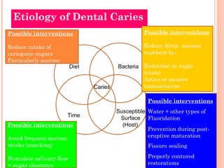 Etiology of Dental Caries 
Diet 
Caries 
Bacteria 
Time 
Susceptible 
Surface 
(Host) 
Possible interventions 
Reduce intake of 
cariogenic sugars 
Particularly sucrose 
Possible interventions 
Avoid frequent sucrose 
intake (snacking) 
Stimulate salivary flow 
+ sugar clearance 
Possible interventions 
Reduce Strep. mutans 
numbers by: 
Reduction in sugar 
intake 
Active or passive 
immunization 
Possible interventions 
Water + other types of 
Fluoridation 
Prevention during post-eruptive 
maturation 
Fissure sealing 
Properly contured 
restorations 
 