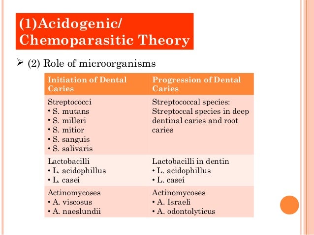 Dental caries bacteria species