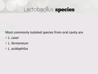 Lactobacillus species



Most  commonly  isolated  species  from  oral  cavity  are
!   L.  casei
!   L.  fermentum
!   L.  acidophilus



 