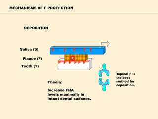 MECHANISMS OF F PROTECTION
F F F F F F
F F F F F
F
Saliva (S)
Plaque (P)
Tooth (T)
DEPOSITION
Increase FHA
levels maximally in
intact dental surfaces.
Theory:
Topical F is
the best
method for
deposition.
 