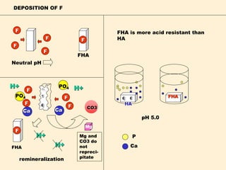 F
F
F
F
F
F
F
F
Ca
PO4
PO4
Ca
Neutral pH
remineralization
DEPOSITION OF F
F
F
FHA
FHA
FHA
HA
pH 5.0
Ca
P
FHA is more acid resistant than
HA
H+
H+
CO3
Mg
H+
H+
Mg and
CO3 do
not
repreci-
pitate
 