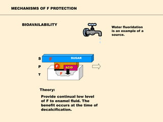 BIOAVAILABILITY
F
F
S
P
T F
ACID
SUGAR
Provide continual low level
of F to enamel fluid. The
benefit occurs at the time of
decalcification.
Theory:
MECHANISMS OF F PROTECTION
Water fluoridation
is an example of a
source.
 