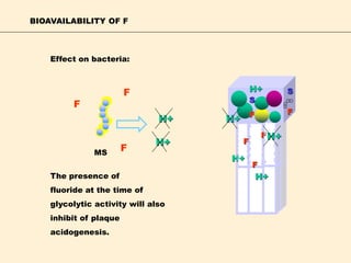 BIOAVAILABILITY OF F
F
F
F
H+
H+
MS
Effect on bacteria:
H+
H+
F
F
F
F
S
SH+
F
H+
H+
The presence of
fluoride at the time of
glycolytic activity will also
inhibit of plaque
acidogenesis.
 