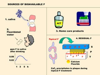 SOURCES OF BIOAVAILABLE F
1. saliva
0.08
0.02
ppm F in saliva
after drinking
1 3 5 h
F F F F
S
P
T
4. RESIDUAL F
ACT
2.
Fluoridated
water
3. Home care products
Calcium
Fluoride
F F F F F
Topical F
CaF2 precipitates in plaque during
topical F treatment
 