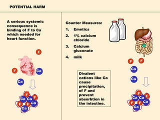 F
Ca
F
Ca
Counter Measures:
1. Emetics
2. 1% calcium
chloride
3. Calcium
gluconate
4. milk
Divalent
cations like Ca
cause
precipitation,
of F and
prevent
absorbtion in
the intestine.
F Ca
F
Ca
F Ca
FCa
F
Ca
F
Ca
A serious systemic
consequence is
binding of F to Ca
which needed for
heart function.
POTENTIAL HARM
F Ca
FCa
F
Ca
F
Ca
 