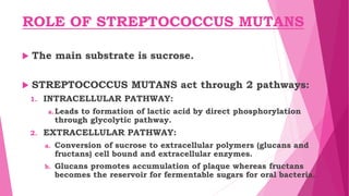 ROLE OF STREPTOCOCCUS MUTANS
 The main substrate is sucrose.
 STREPTOCOCCUS MUTANS act through 2 pathways:
1. INTRACELLULAR PATHWAY:
a.Leads to formation of lactic acid by direct phosphorylation
through glycolytic pathway.
2. EXTRACELLULAR PATHWAY:
a. Conversion of sucrose to extracellular polymers (glucans and
fructans) cell bound and extracellular enzymes.
b. Glucans promotes accumulation of plaque whereas fructans
becomes the reservoir for fermentable sugars for oral bacteria.
 