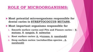 ROLE OF MICROORGANISMS:
 Most potential microorganisms responsible for
dental caries is STREPTOCOCCUS MUTANS.
 Most important organisms responsible for
1. Smooth surface caries and Pits and Fissure caries : S.
mutans, S. sanguis, S. salwarius
2. Root surface caries: A. vircoses, A. naeslundii
3. Deep surface caries: Lactobacillus species , A.
naeslundii
 