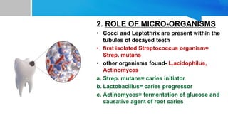 2. ROLE OF MICRO-ORGANISMS
• Cocci and Leptothrix are present within the
tubules of decayed teeth
• first isolated Streptococcus organism=
Strep. mutans
• other organisms found- L.acidophilus,
Actinomyces
a. Strep. mutans= caries initiator
b. Lactobacillus= caries progressor
c. Actinomyces= fermentation of glucose and
causative agent of root caries
 
