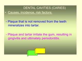 DENTAL CAVITIES (CARIES)
• Causes, incidence, risk factors:
- Plaque that is not removed from the teeth
mineralizes into tartar.
- Plaque and tartar irritate the gum, resulting in
gingivitis and ultimately periodontitis.
 